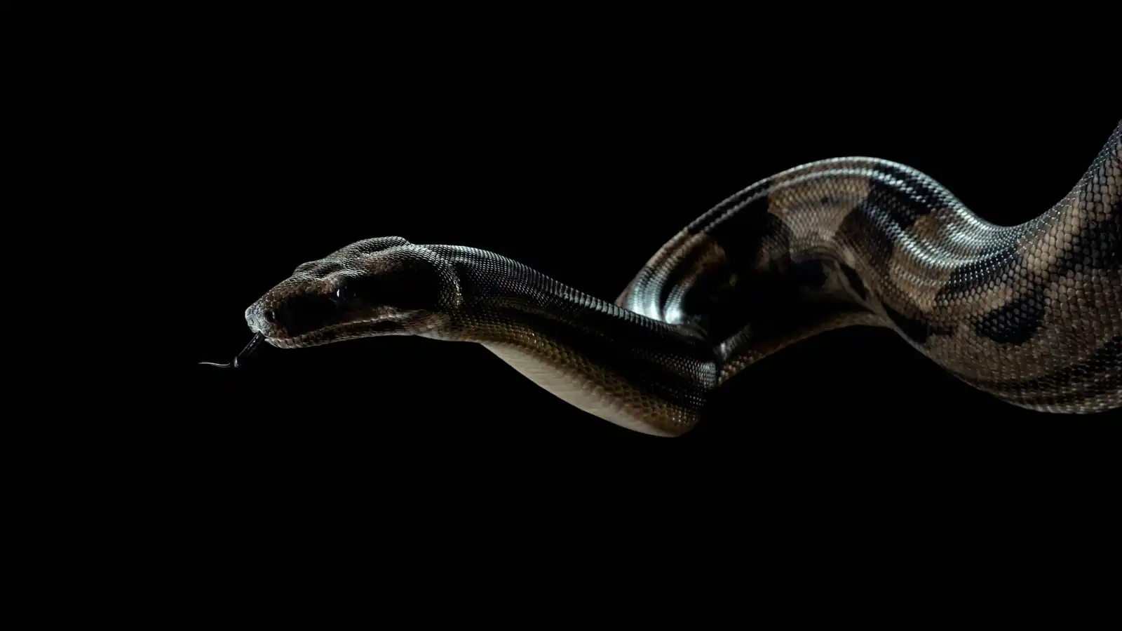 الثعابين في المنام.. ماذا يحاول عقلك إخبارك به؟