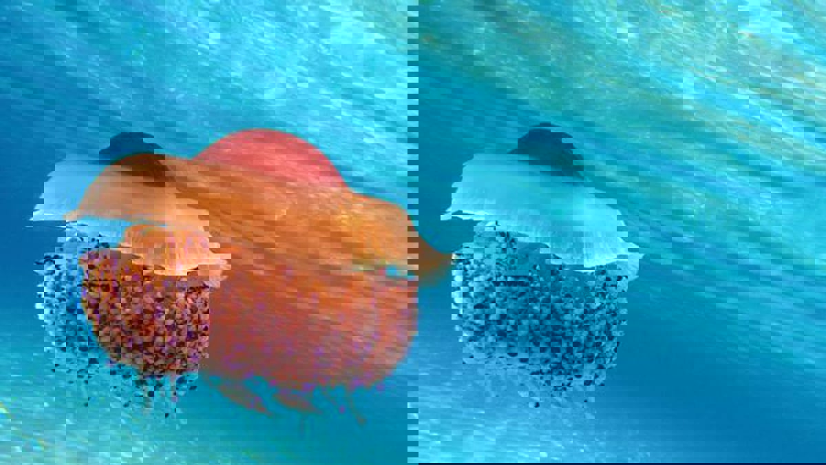 لماذا تنتشر قناديل البحر بكثافة في الصيف على شواطئ البحر المتوسط؟