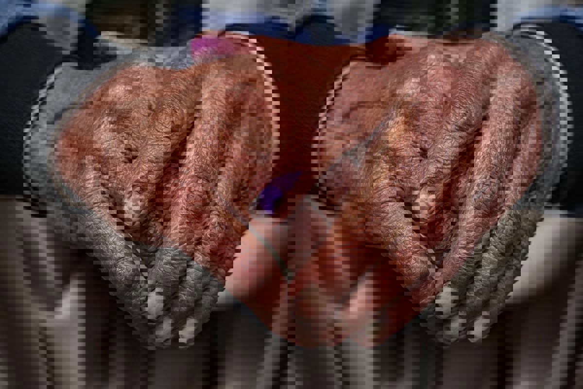 دراسة: 200 مليون مُسن سيواجهون مخاطر الحرارة عام 2050‎