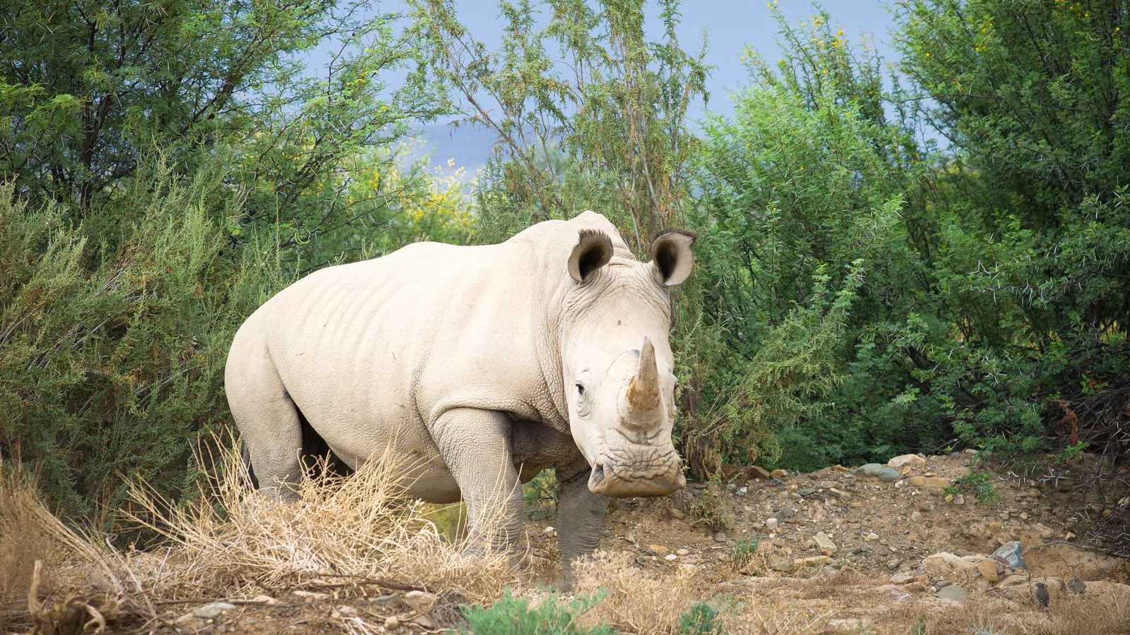 بقيمة 870 ألف دولار.. احباط أكبر محاولة تهريب لقرون وحيد القرن