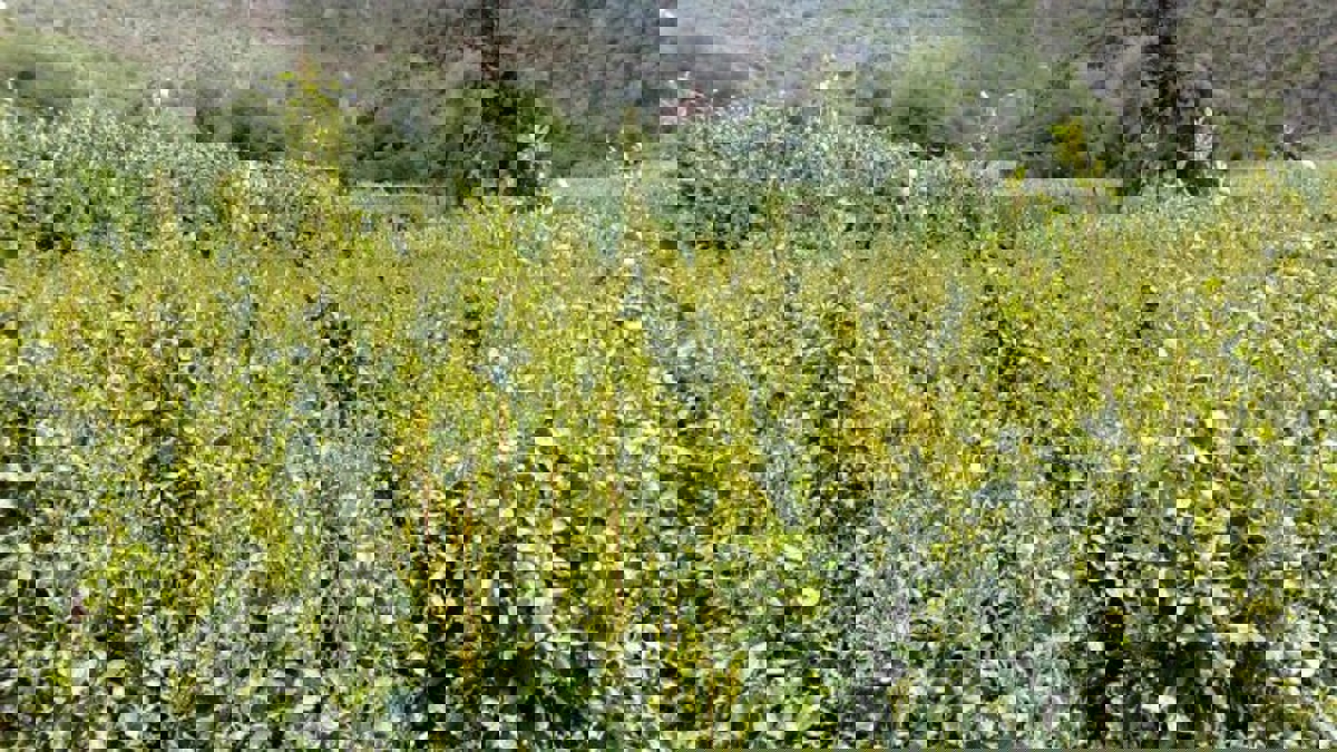 السعودية تقترب من وداع آخر مزارع القات نهائيًا