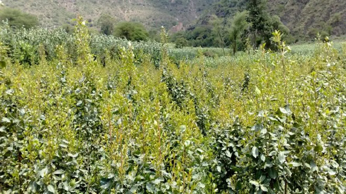 السعودية تقترب من وداع آخر مزارع القات نهائيًا