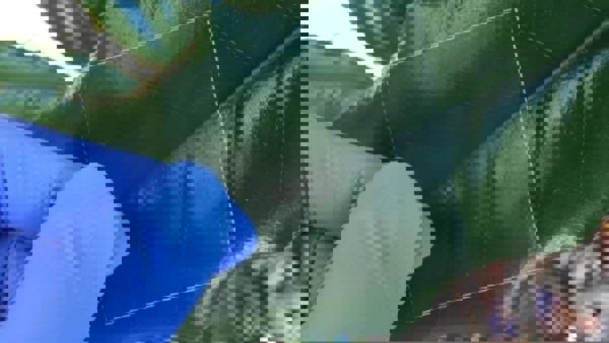 خشب "شفاف" يزيح الزجاج عن نوافذ المنازل