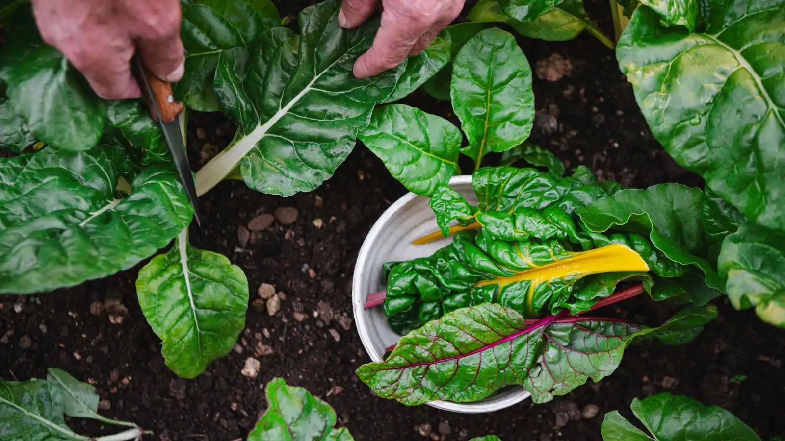 السلق.. خضار صيفي يتفوّق على السبانخ والكرنب