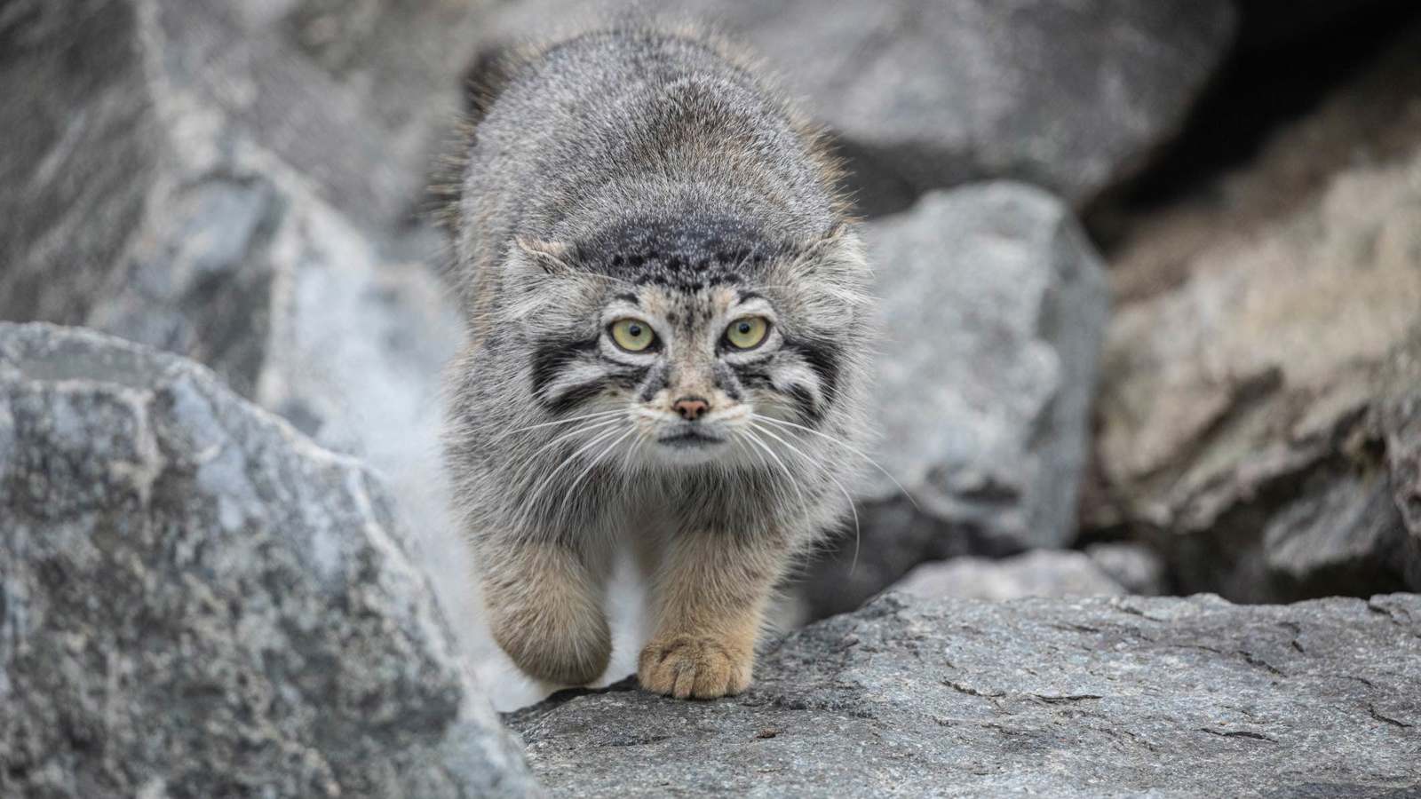 إيران.. نفوق إحدى أندر القطط البرية بالعالم