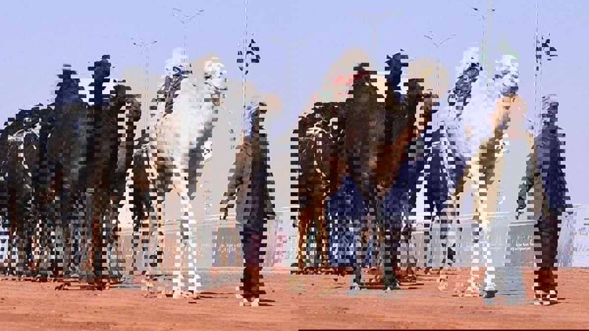 تنوعت بين الإبل والغنم.. ذبح أكثر من 5 آلاف ذبيحة في مناسبة واحدة بالسعودية