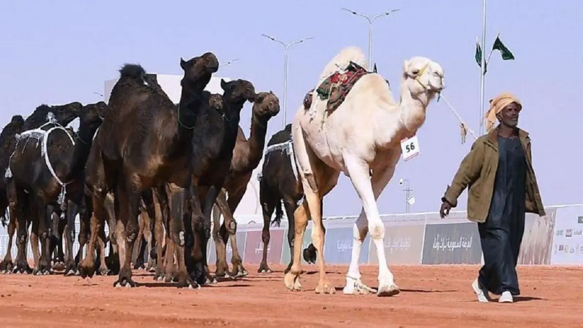 تنوعت بين الإبل والغنم.. ذبح أكثر من 5 آلاف ذبيحة في مناسبة واحدة بالسعودية