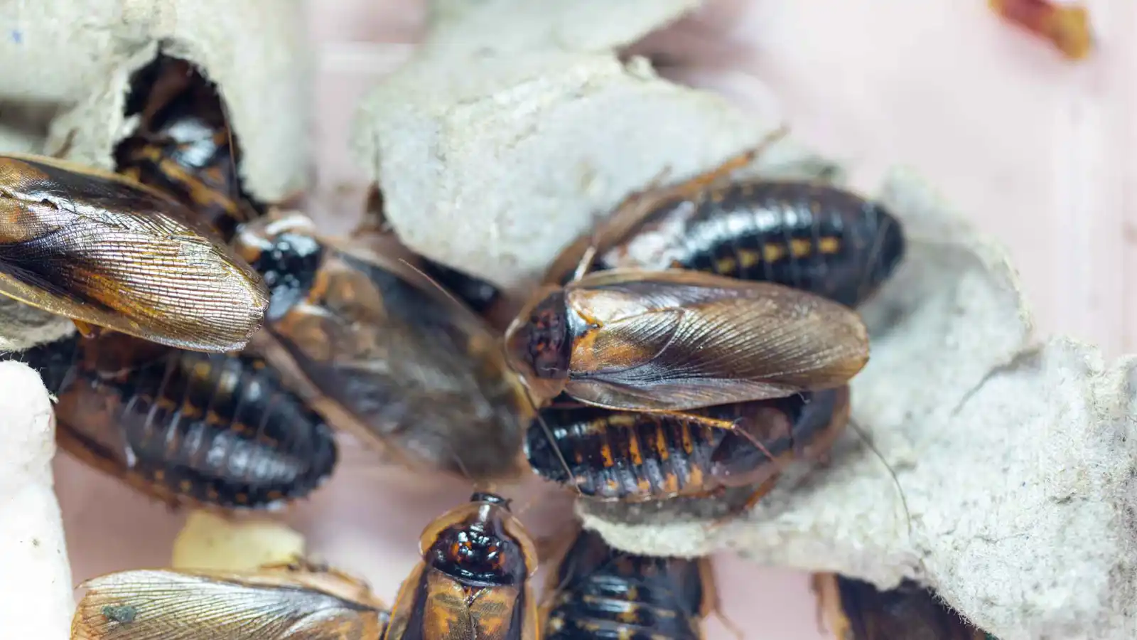 "صرصار" يحوّل البلاستيك إلى طاقة.. هل وجد العالم حلاً للتلوث؟