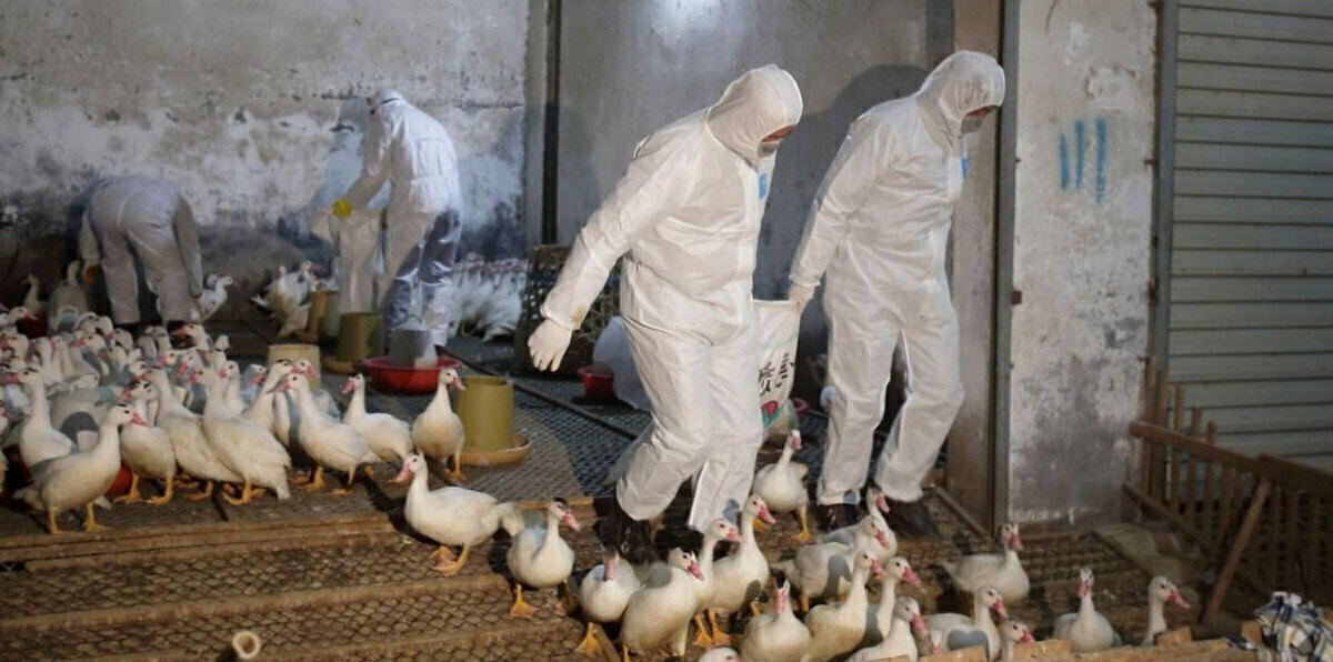 الإمارات تحظر استيراد الدواجن الحية من السعودية بسبب إنفلونزا الطيور‎