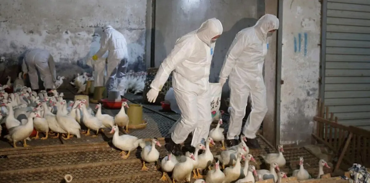 الإمارات تحظر استيراد الدواجن الحية من السعودية بسبب إنفلونزا الطيور‎