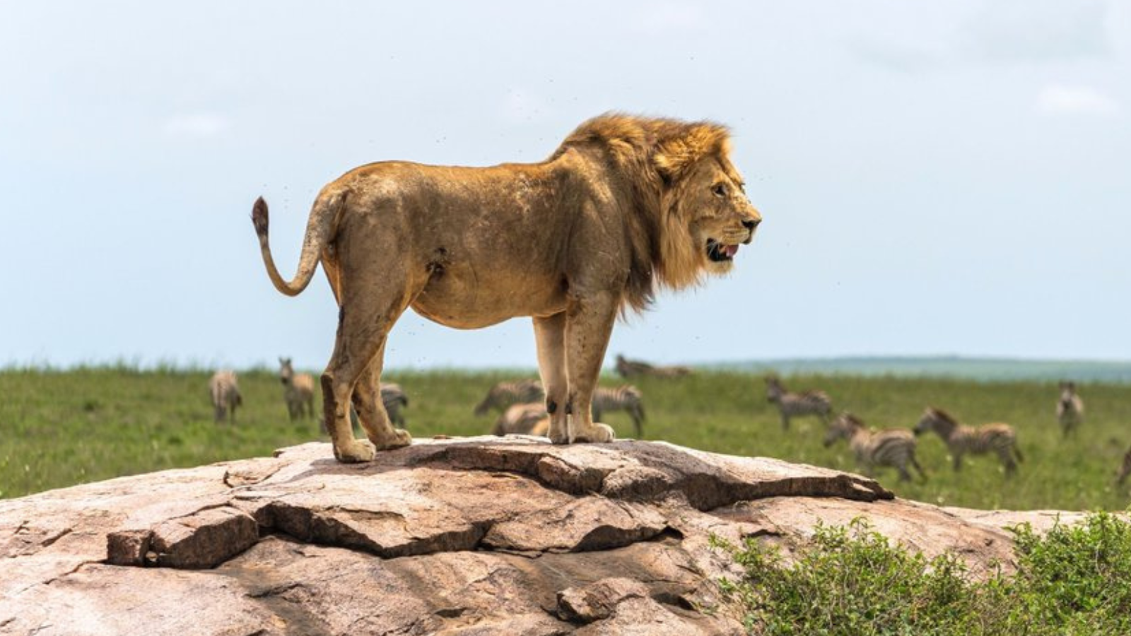 "مروع".. أسد يقتل سائحاً في ناميبيا