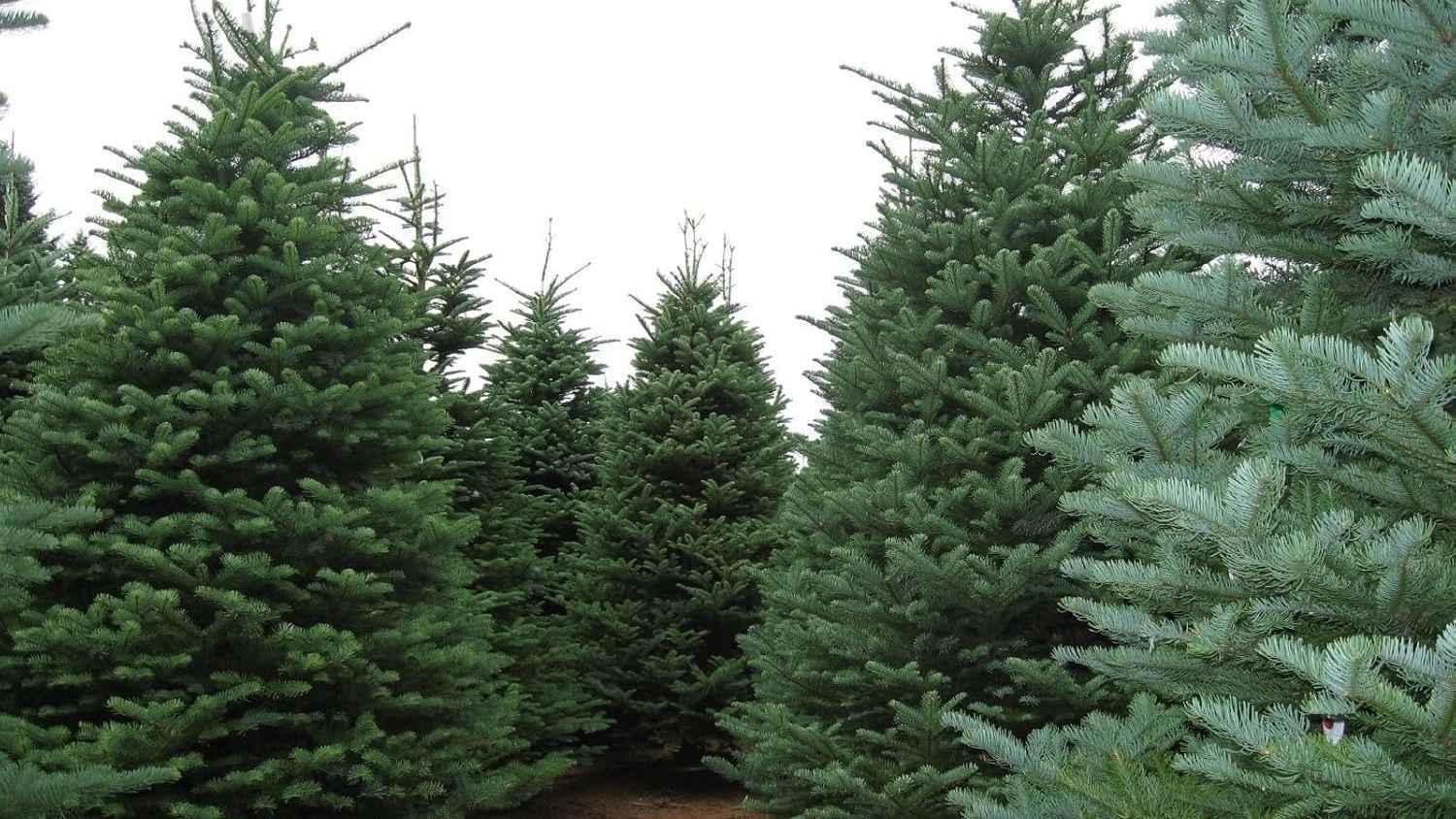 شجار بين جيران يتسبب بقطع شجرة "صنوبر" إلى نصفين (صور)