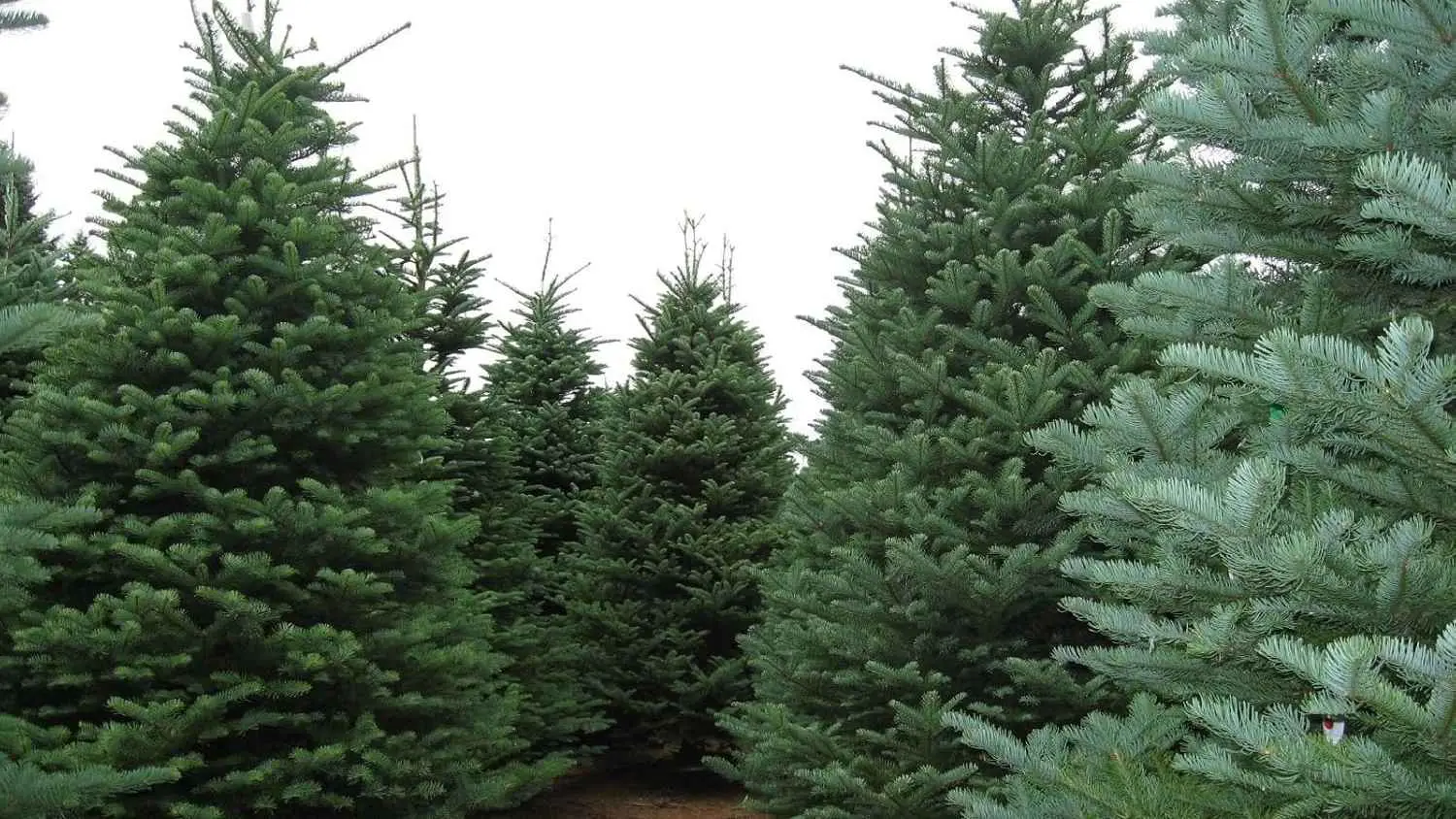 شجار بين جيران يتسبب بقطع شجرة "صنوبر" إلى نصفين (صور)