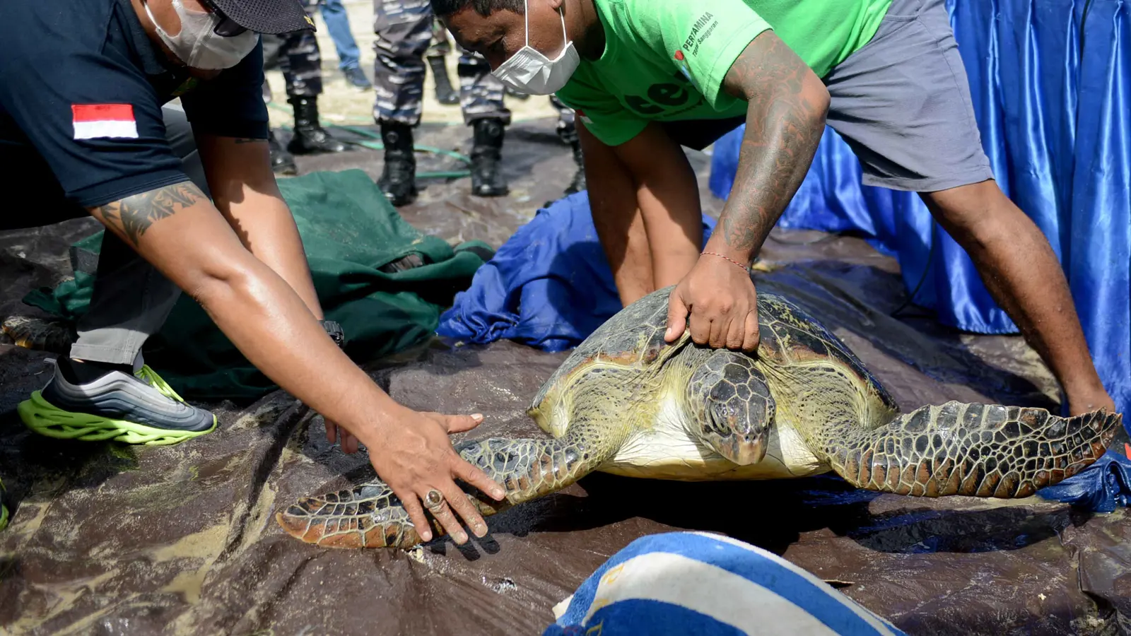 "الإنتربول" يعلن تفكيك شبكة دولية لتهريب السلاحف المحمية