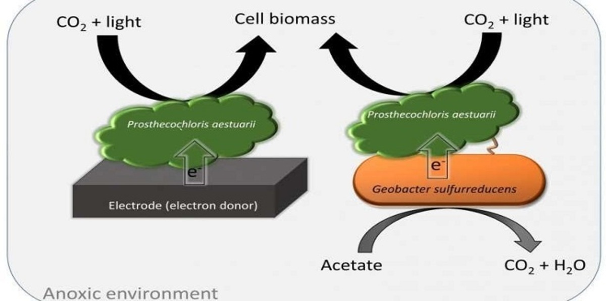 باحثون يكتشفون تمثيلًا ضوئيًا ميكروبيًا لم يسبق له مثيل