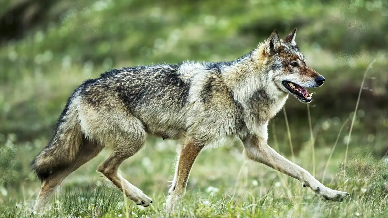 نجاة طفل بأعجوبة من ذئب ضخم أمام منزله (فيديو)