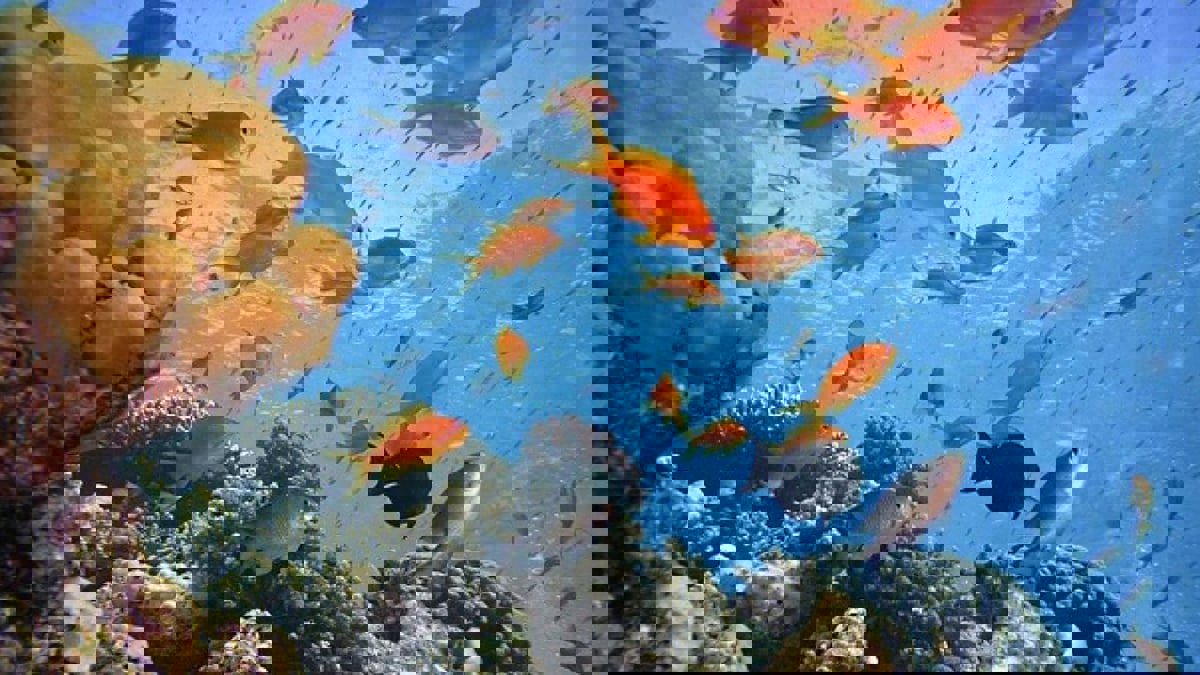 هل يمكن أن تغرق الأسماك أو تعطش في أعماق البحار والمحيطات؟