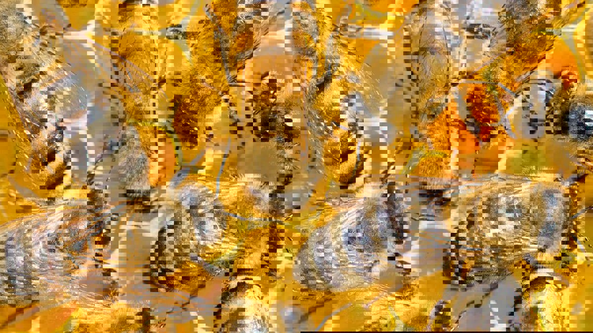 دراسة: النحل الآسيوي طوّر تكتيكاً دفاعياً لحماية العسل من الدبابير