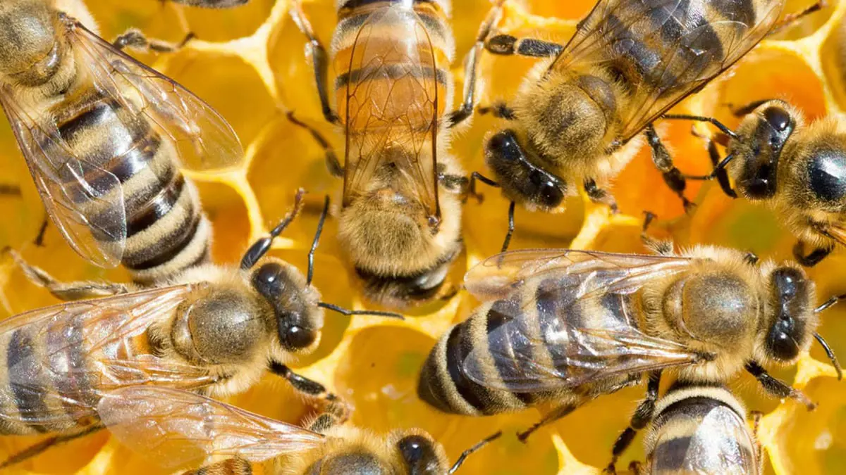 دراسة: النحل الآسيوي طوّر تكتيكاً دفاعياً لحماية العسل من الدبابير
