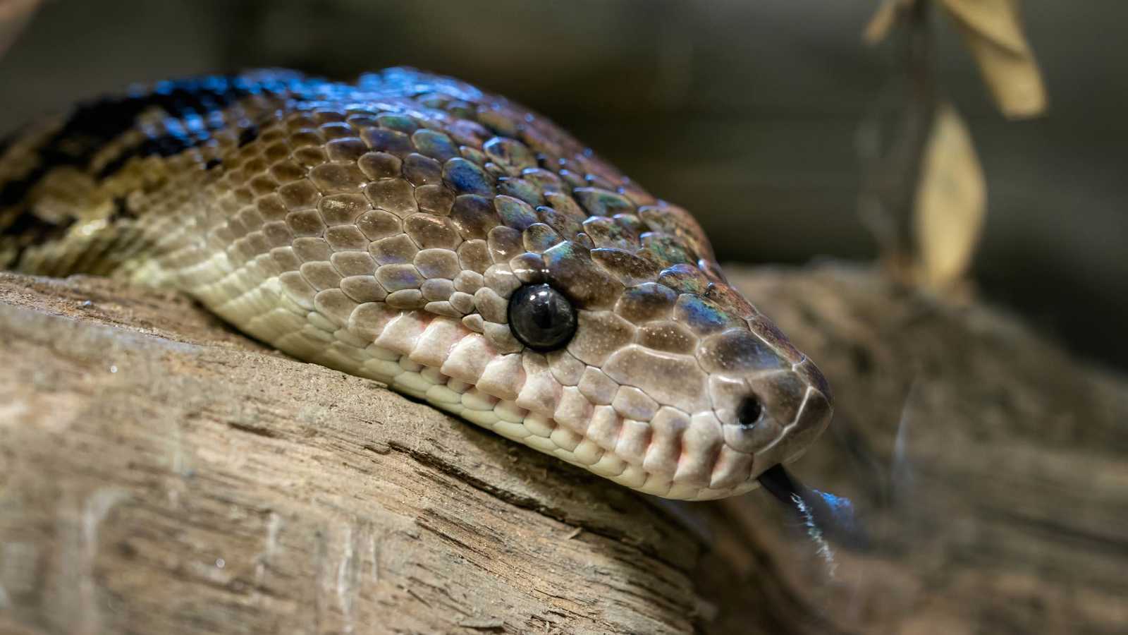 ثعبان يصطاد في مجموعات.. اكتشاف يغيّر مفاهيم سلوك الزواحف