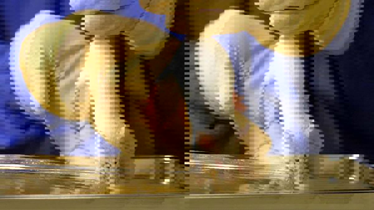 اختراق علمي كبير.. "تصنيع" أجنة فئران من خلايا جذعية