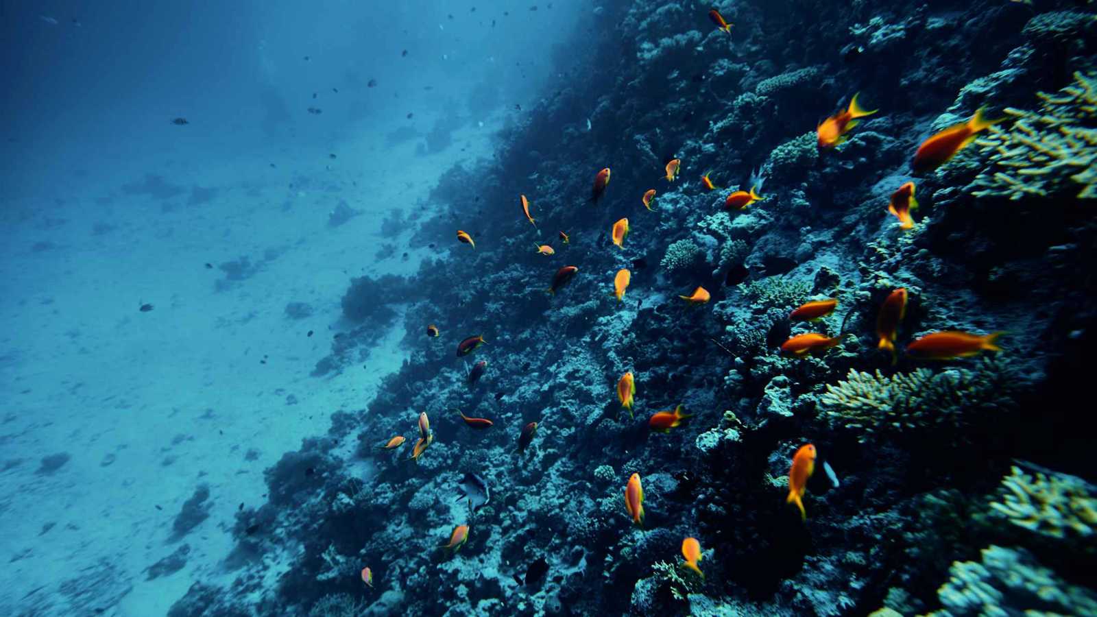 فيديو مذهل لآلاف الكائنات على عمق 10 كيلومترات تحت سطح البحر