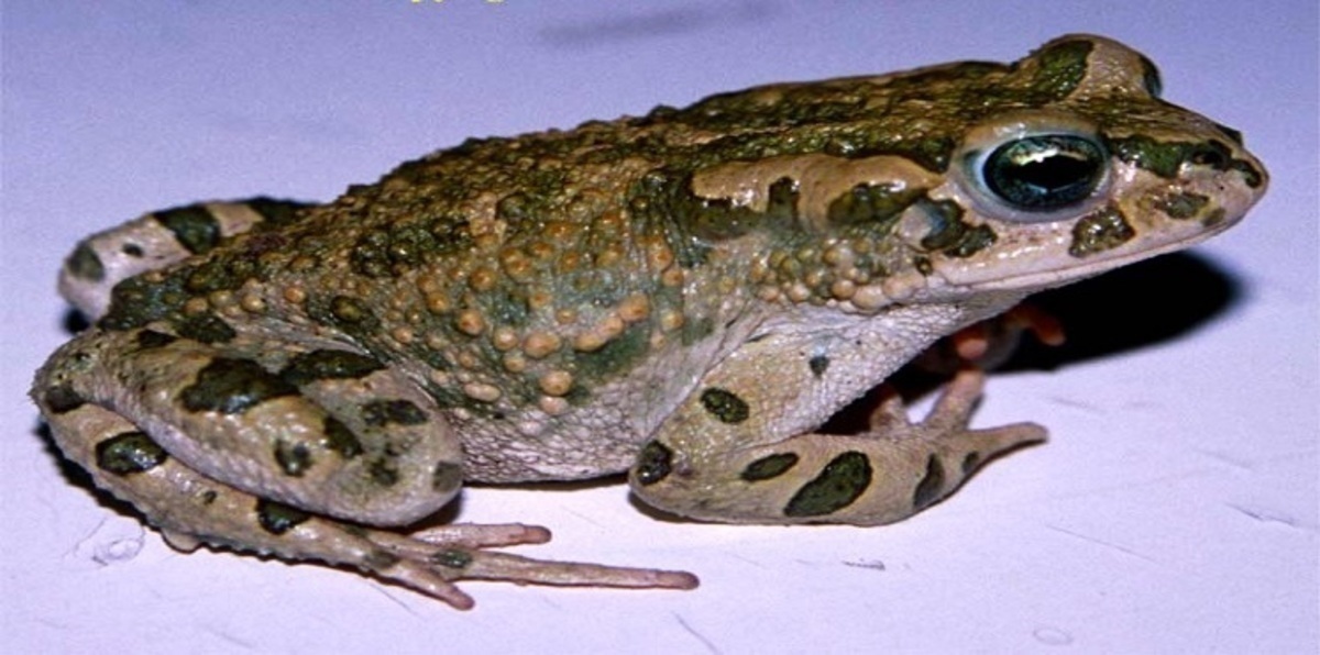 بالصور.. اكتشاف ضفادع بحجم الحشرات