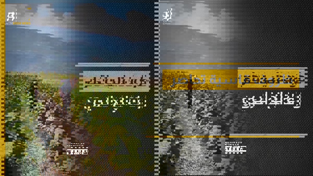 محصول التبغ السوري بين مطرقة الأسعار وسندان التكاليف العالية