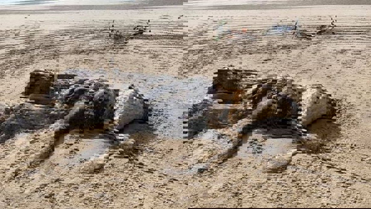 العثور على مخلوق غريب بطول 15 قدمًا في بريطانيا (صور)