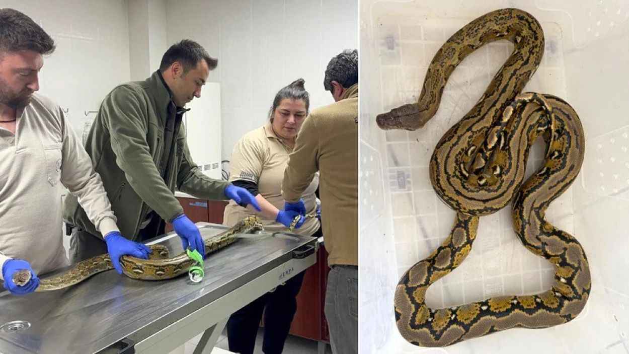 يعصر ضحاياه.. ثعبان ضخم داخل حافلة ركاب بتركيا (صور)