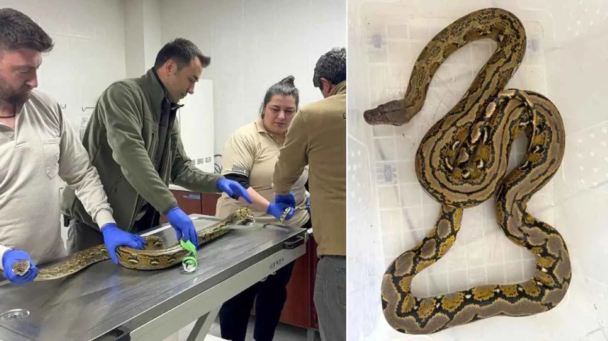 يعصر ضحاياه.. ثعبان ضخم داخل حافلة ركاب بتركيا (صور)