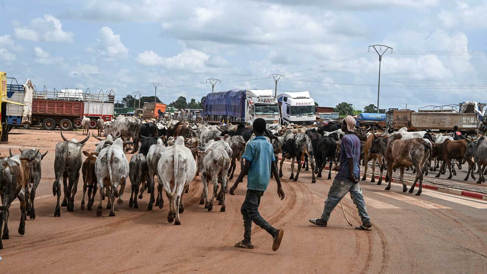 "غسيل أموال".. سرقة الماشية تغذي التنظيمات المتطرفة في الساحل الأفريقي