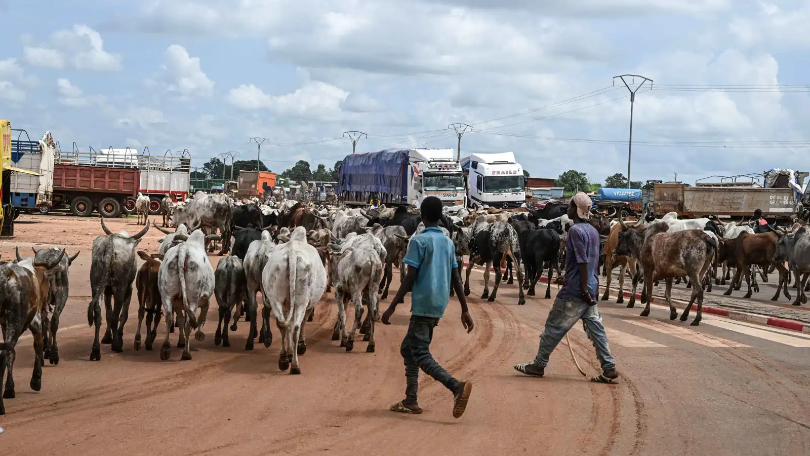 "غسيل أموال".. سرقة الماشية تغذي التنظيمات المتطرفة في الساحل الأفريقي
