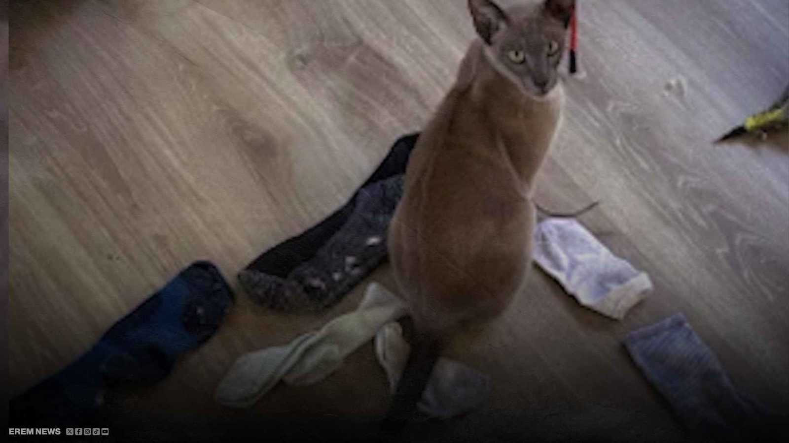 احذر هذا القط.. لا يريد عاطفتك بل سرقة ملابسك الخاصة