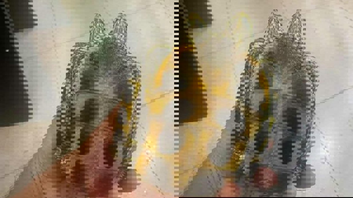 اليابان.. كارثة مفاعل "فوكوشيما" تتسبب بولادة حيوانات برأسين