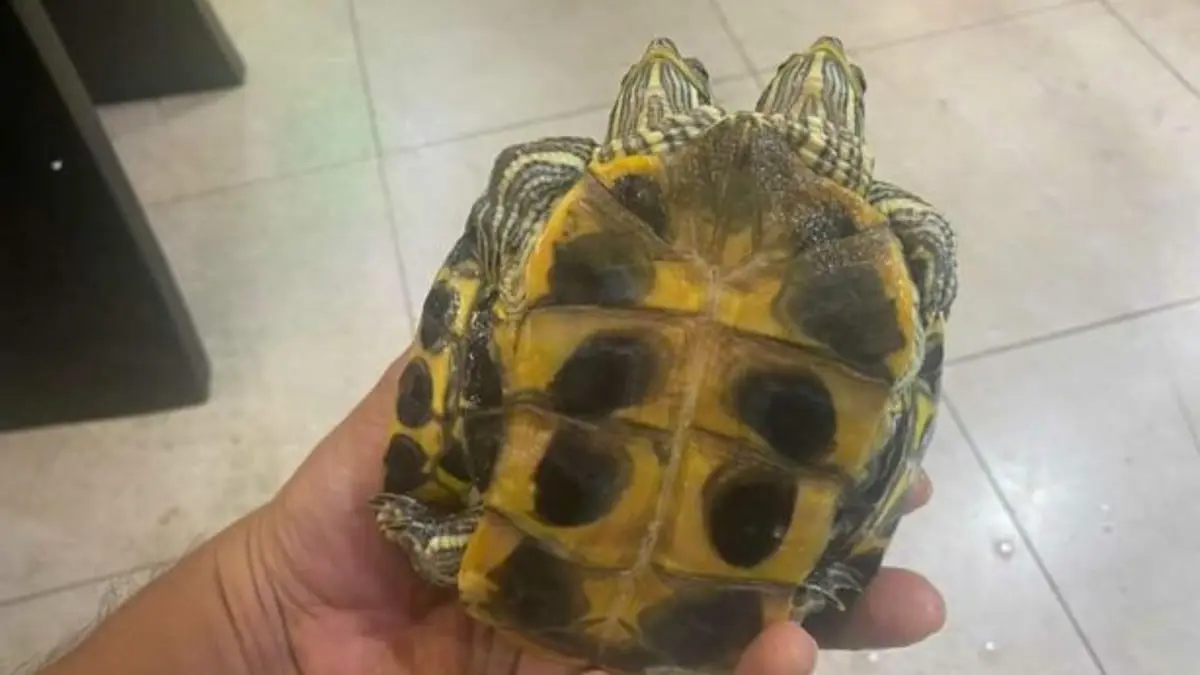 اليابان.. كارثة مفاعل "فوكوشيما" تتسبب بولادة حيوانات برأسين