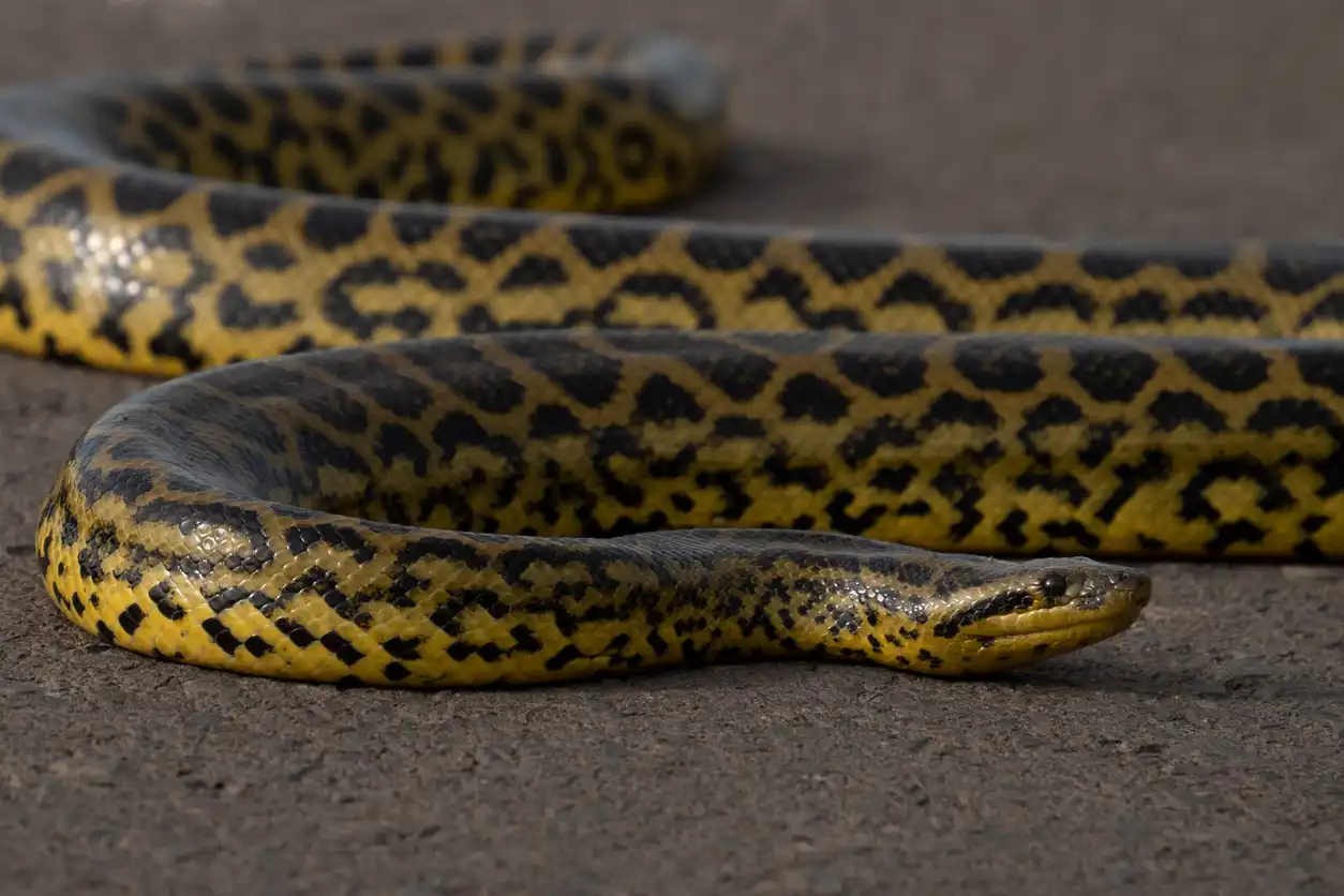 الأناكوندا الخضراء (Eunectes murinus)
