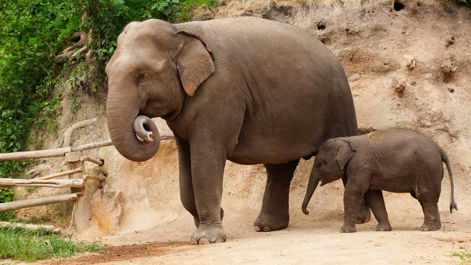 إنقاذ فيل رضيع رفضته أمه وسط الفيضانات (فيديو)