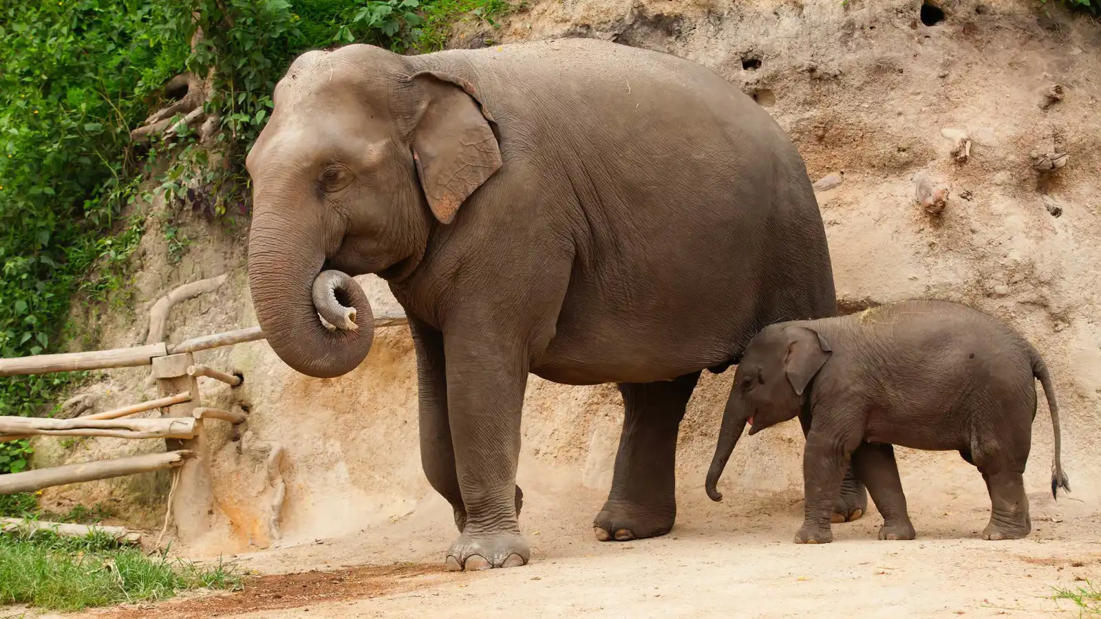 إنقاذ فيل رضيع رفضته أمه وسط الفيضانات (فيديو)