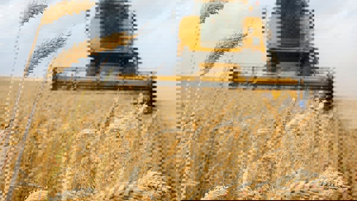 خواطر حول أمننا الغذائي