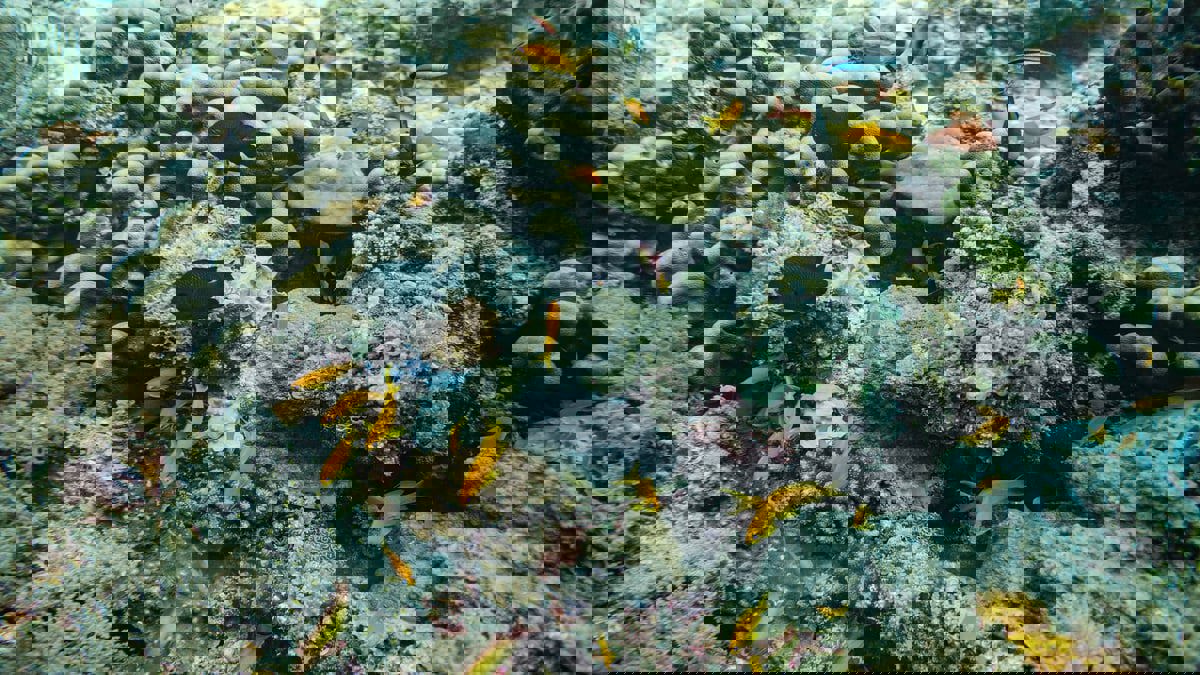 دراسة أسترالية: الشعاب المرجانية تتكيف مع ارتفاع حرارة المحيطات 