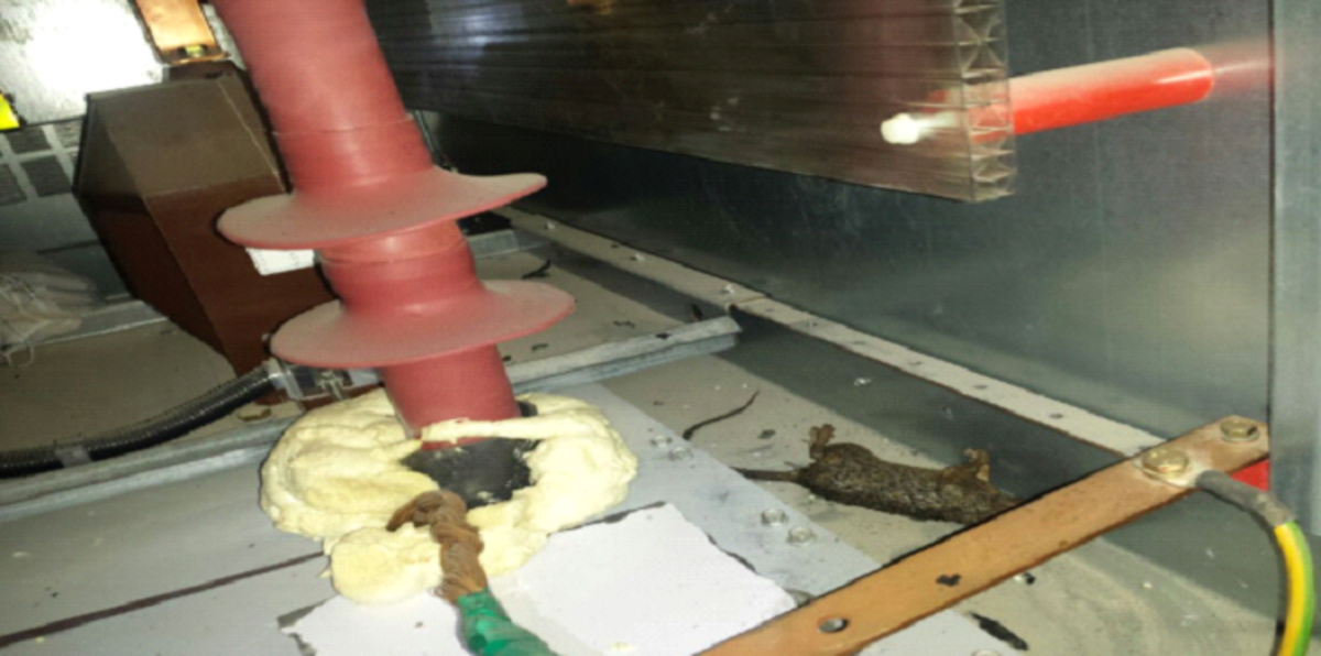 فأر يتسبب بحرمان عدن اليمنية من الكهرباء