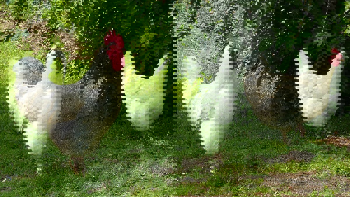 سيدة تصبح من مشاهير "تيك توك" بفضل دجاجتها