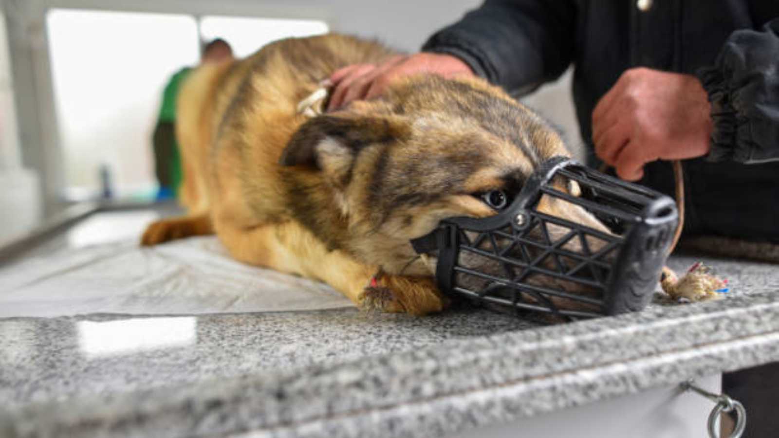 وفاة شاب بـ "عضة كلب" تثير موجة تبرعات وحملات دعم في العراق (فيديو)