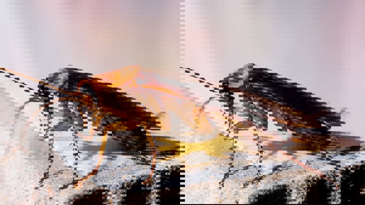 اليابان تحول الصراصير إلى روبوتات لأداء مهام معقدة (فيديو)