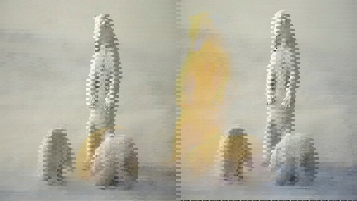 سترات ألياف مستوحاة من فراء الدب القطبي