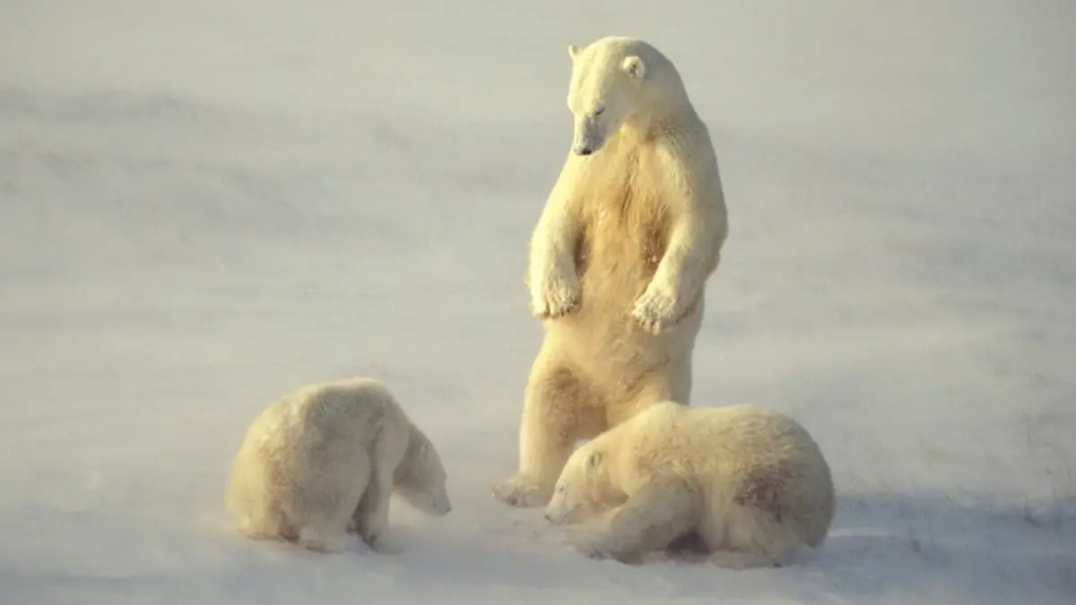 سترات ألياف مستوحاة من فراء الدب القطبي