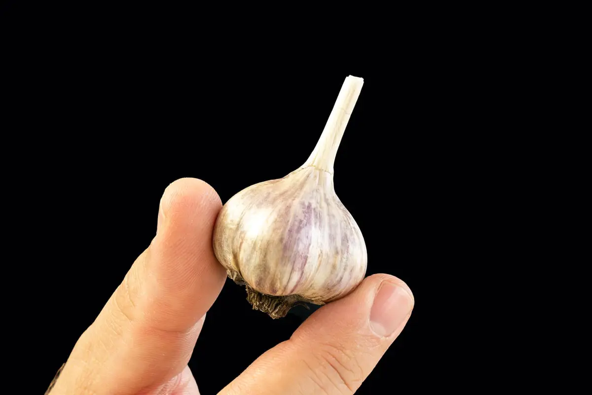 فوائد "خفية" لتناول فُص واحد من الثوم يوميا