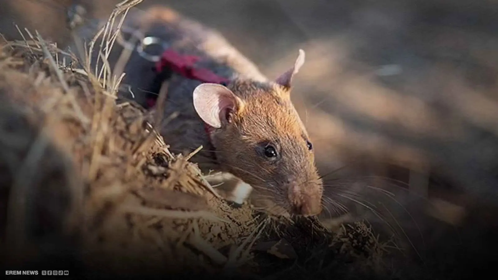 "رونين" الفأر البطل.. يدخل غينيس بعد اكتشافه 109 ألغام