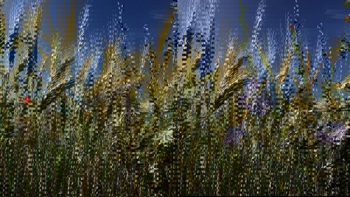 وكالة‭:‬ منطقة انفصالية في أوكرانيا تعلن إرسال حبوب "محررة" إلى روسيا